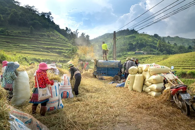 Harvest season · Vietnam