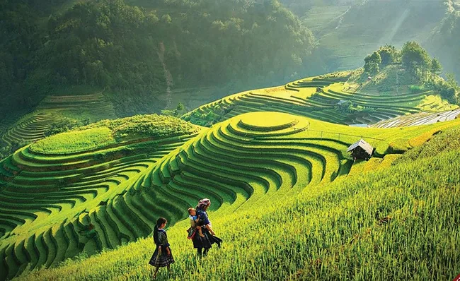 Rice terraces in the mountains of Sapa