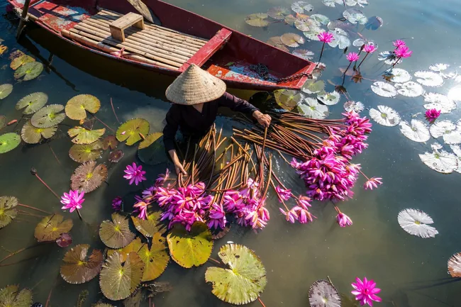 Lotus harvest on a Mekong Delta waterway